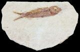 Knightia Fossil Fish - Wyoming #60833-1